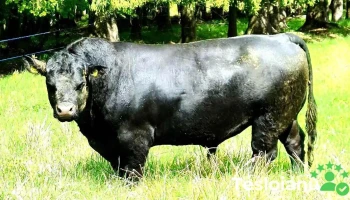 Black Angus Bucovina - Pârteștii De Jos