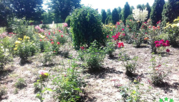 Buhaeni - Buhăeni 070710