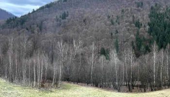 Cabana lui Ianis - Valea Ierii