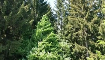 Comuna Piatra Șoimului - Romania