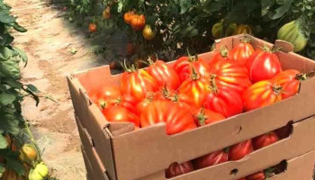 Ferma de legume Fierbinti - Fierbinții De Jos 927115