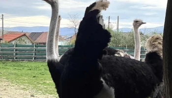 Ferma de Struti Pianu de Jos - Pianu De Jos