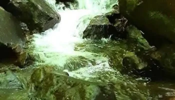 Filea - Filea