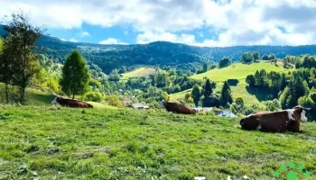 Gârda de Sus - Gârda De Sus