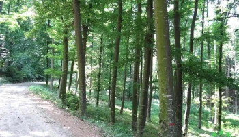 Gârlenii de Sus - Gârlenii De Sus