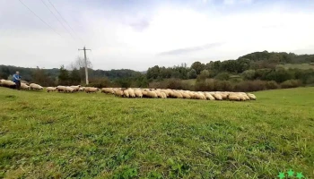 Groși - Groși