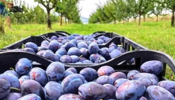 Livada din Valea Arinilor - Valea Arinilor