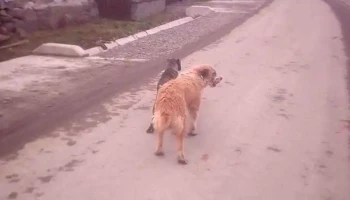 Mătrici - Mătrici