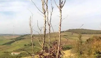 Onuca - Onuca