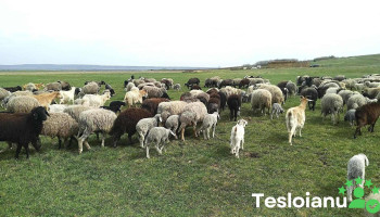 Oraş Ştefăneşti - Romania