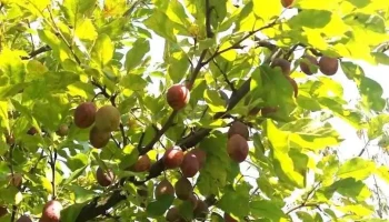 Pensiunea Anca - Dragomirna