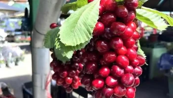 Piața Agroalimentară - Vatra Dornei