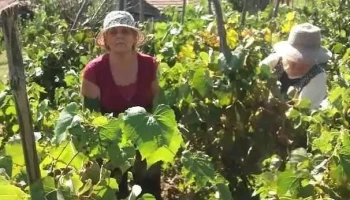 Primăria Silivașu de Câmpie - Silivașu De Câmpie
