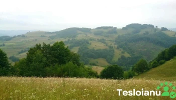 Primăria Târlișua - Târlișua