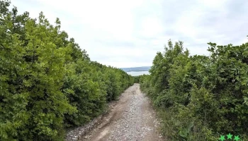 Pădurea Babadag - Romania