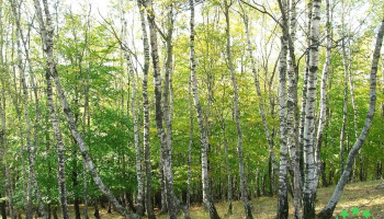 Rezervaţia forestieră Dobreni - Romania