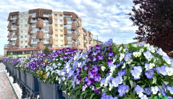 Sc Comes Sa Savinesti - Săvinești