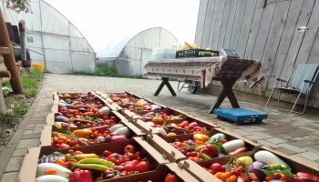 Solarii Legume Mitoc - Mitocu Dragomirnei