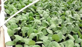 Solarii si produse taranesti Mitocu Dragomirnei - Mitocu Dragomirnei