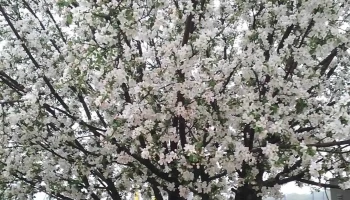 Vulcanizare Brădești - Brădești
