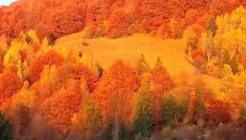 Zdrapţi - Zdrapţi