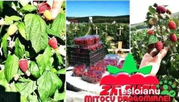 Zmeura Mitocu Dragomirnei - Mitocu Dragomirnei