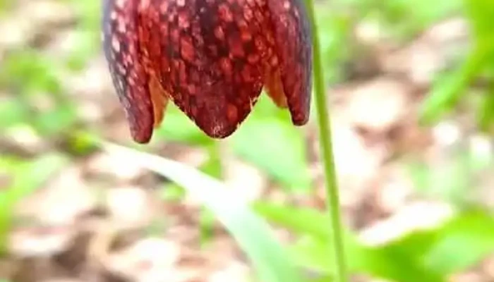 Asociatia Laleaua Pestrita De Grindeni - Grindeni