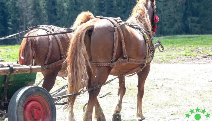 Asociatia Szaguldo -  Cele Mai Recente - Tușnadu Nou