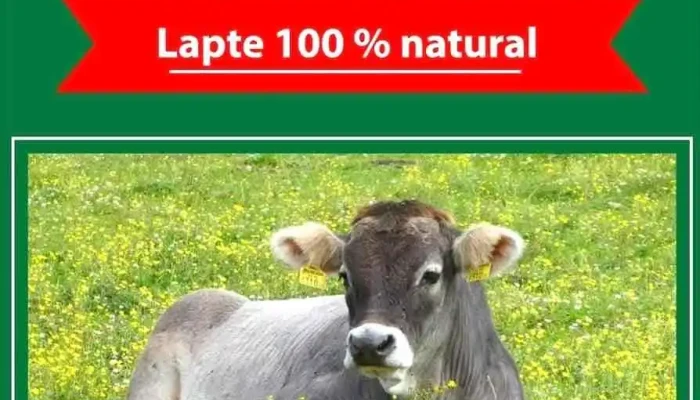 Automatul De Lapte Vacuta Maia Calafindesti De La Proprietar - Suceava