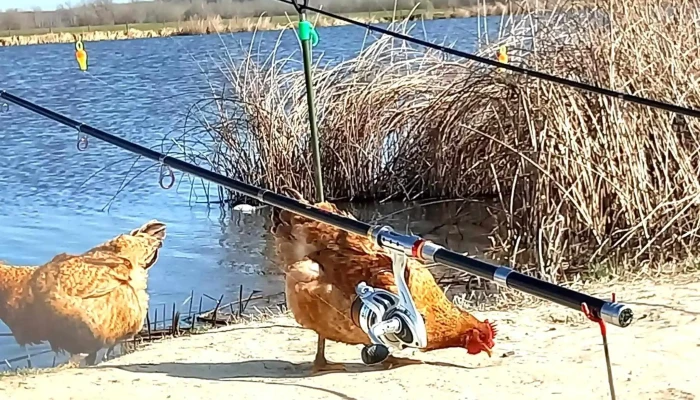 Balta Tuglui Instagram - Țuglui