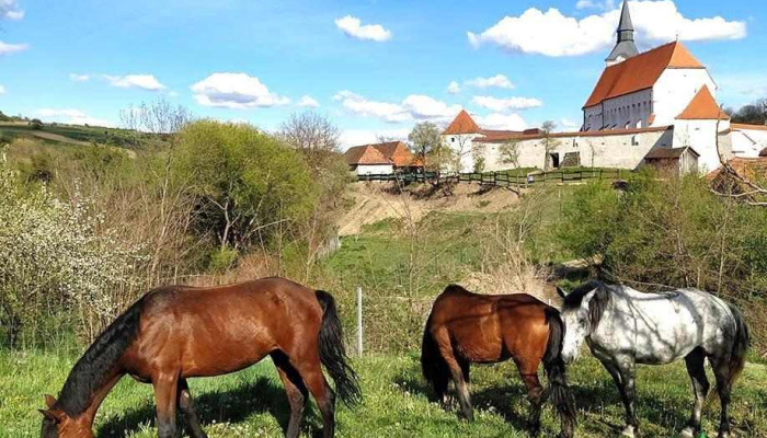 Biserica Unitariana Fortificata De La Proprietar - Dârjiu