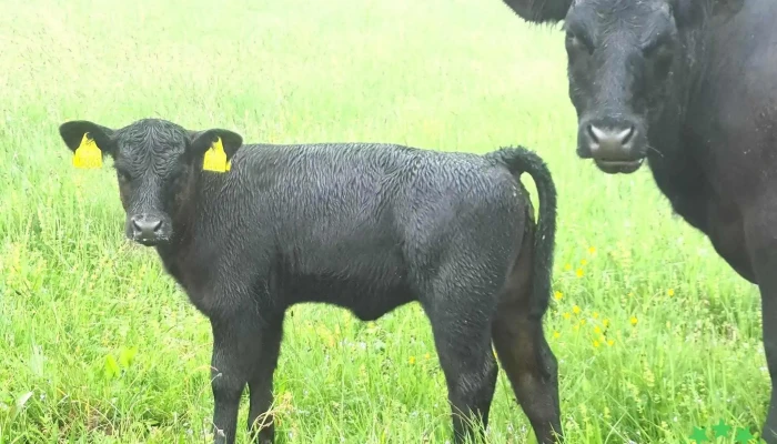 Black Angus Bucovina -  Vita - Pârteștii De Jos