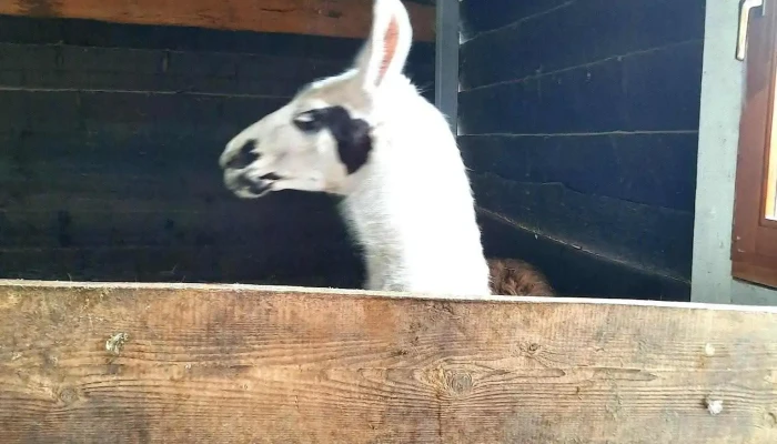 Blagas Farm Capra - Odoreu
