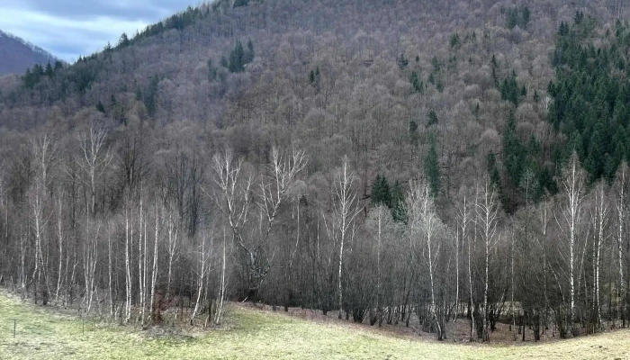 Cabana lui Ianis - Valea Ierii