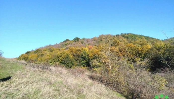 Calcarele Tortoniene De La Tasad Munte - Romania
