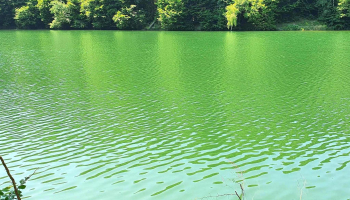 Codlea -  Promoție - Romania