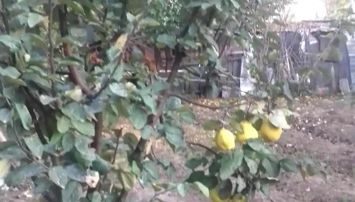 Comuna Ograda -  Promoție - Romania