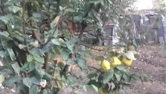 Comuna Ograda - Romania