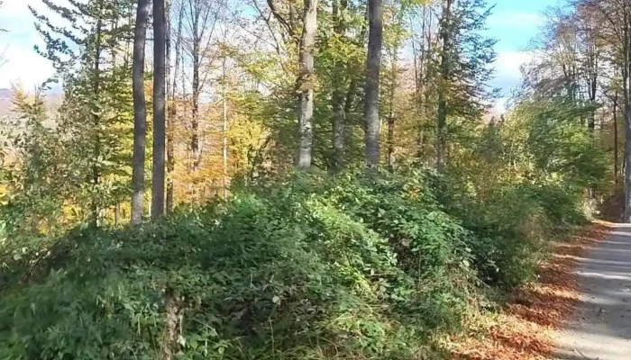 Comuna Suici Videoclipuri - Romania