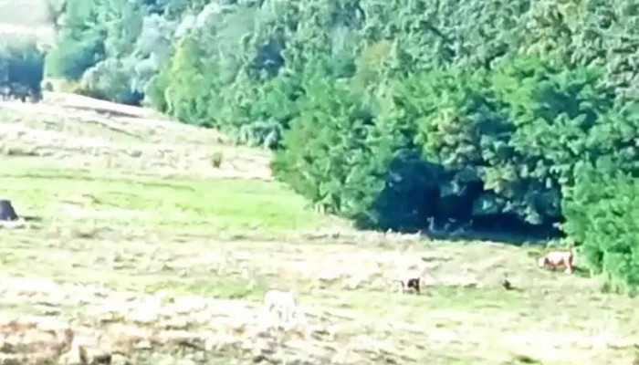 Comuna Vârfu Câmpului - Romania