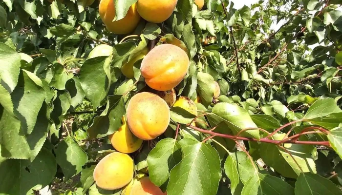 Cristesti Deschis Acum - Cristești