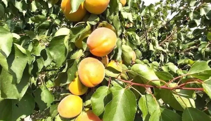 Cristești - Cristești