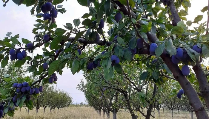 Dejesti Aproape De Mine - Dejeşti