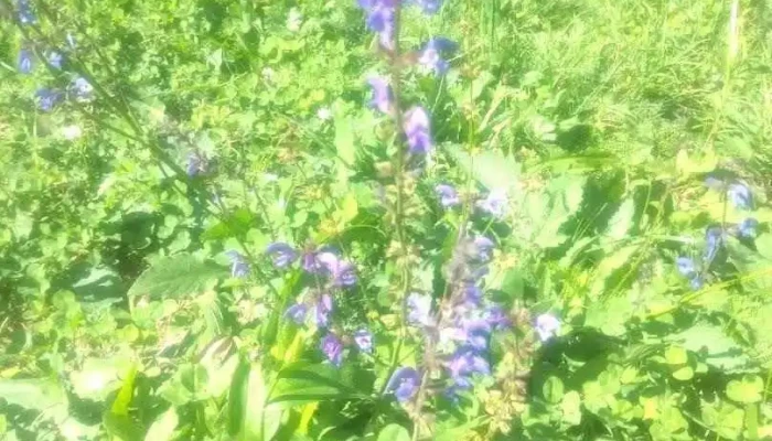 Dobârlău - Dobârlău