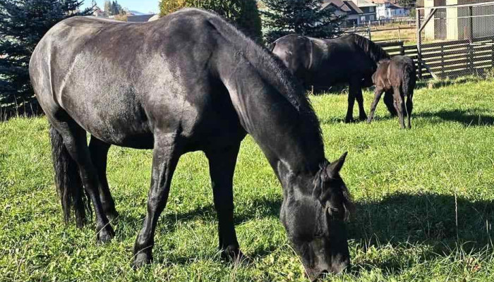 Domeniul Cailor Bucovina Srl -  Cal - Dorna Arini
