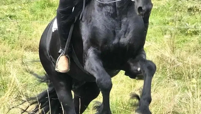 Domeniul Cailor Bucovina Srl -  De La Proprietar - Dorna Arini