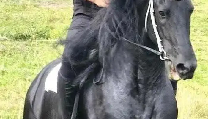 Domeniul Cailor Bucovina Srl - Dorna Arini