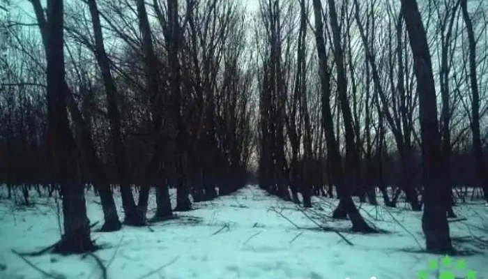 Faurei Sat Recenzii - Făurei-sat