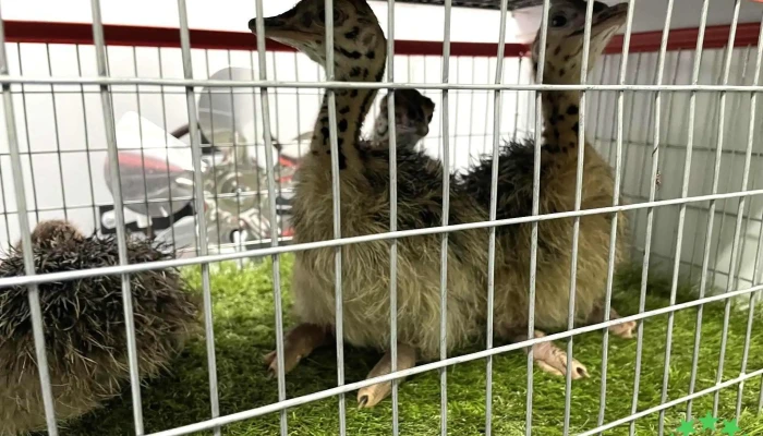 Ferma De Struti Pianu De Jos -  Iepure - Pianu De Jos