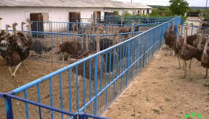 Ferma de struti Tinca - Tinca